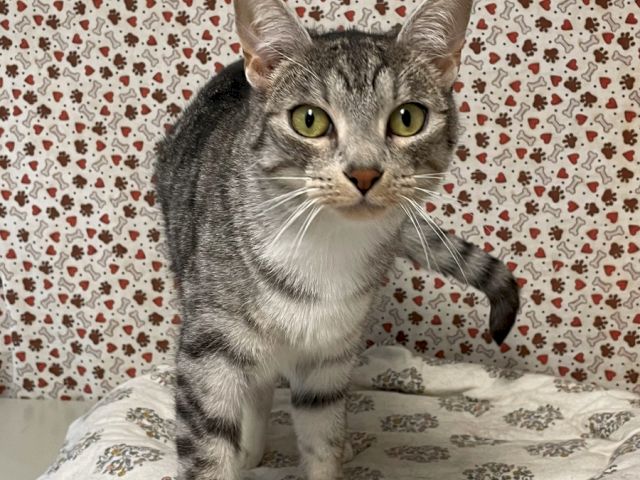 A gray-and-white cat with green eyes sits on a floral blanket against a heart-patterned wall.