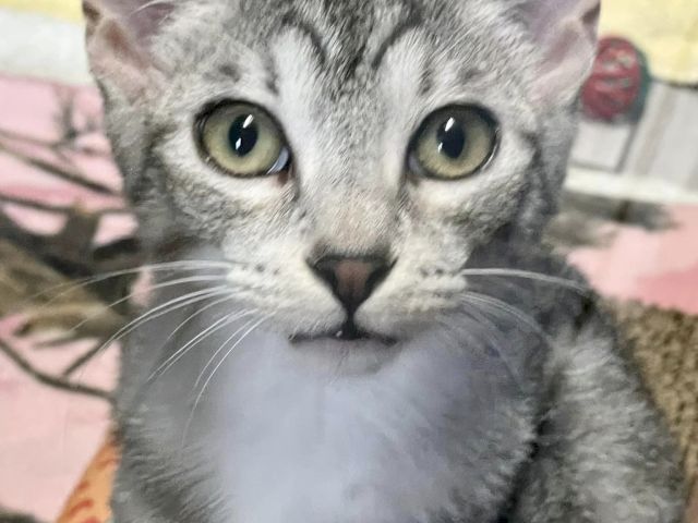 A fluffy gray cat&rsquo;s face close-up, big eyes staring while lying on a blanket, looking curious and cute.