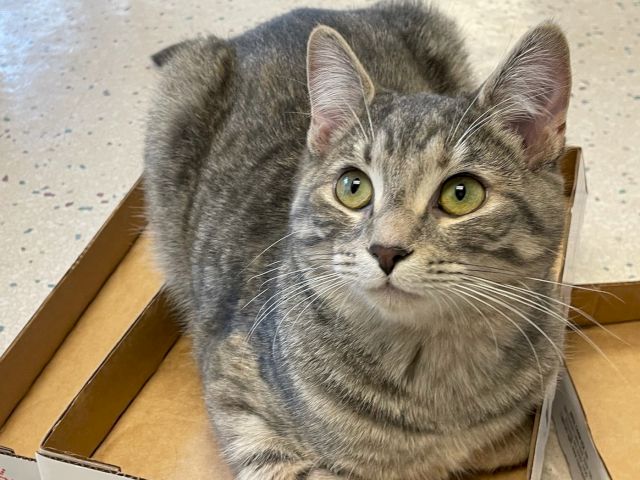 A gray tabby cat lounges in a cardboard box, wide green eyes looking up with a curious expression.
