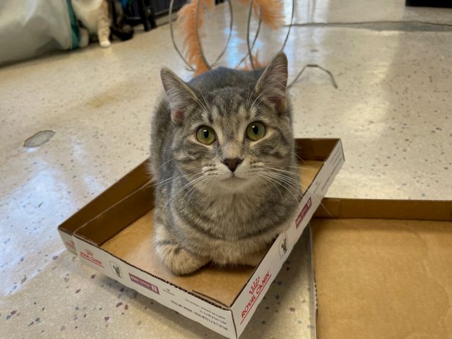 A gray cat lounges in an open cardboard box, staring at the camera like it owns the place.