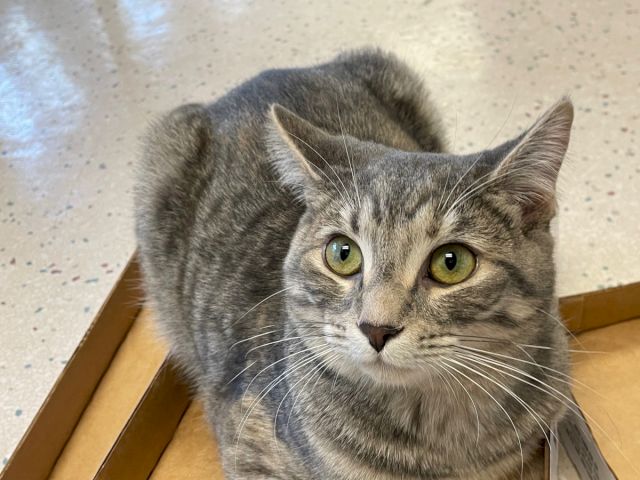A gray tabby cat peeks from a cardboard box, with bright yellow-green eyes, curious and relaxed.