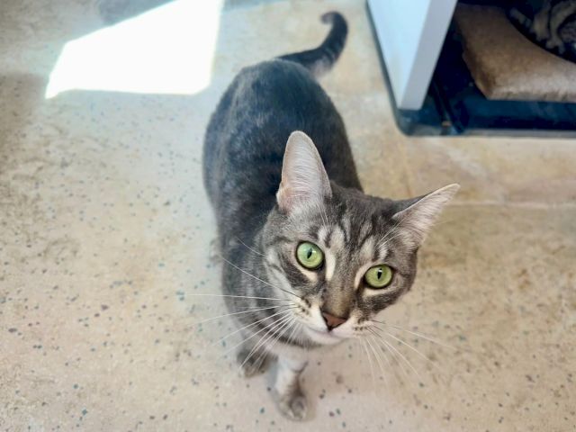 A tabby cat with green eyes peeks toward the camera on a speckled floor near furniture.