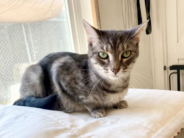 A gray tabby cat with big green eyes lounges on a bed near a window and door, looking calmly at the camera.