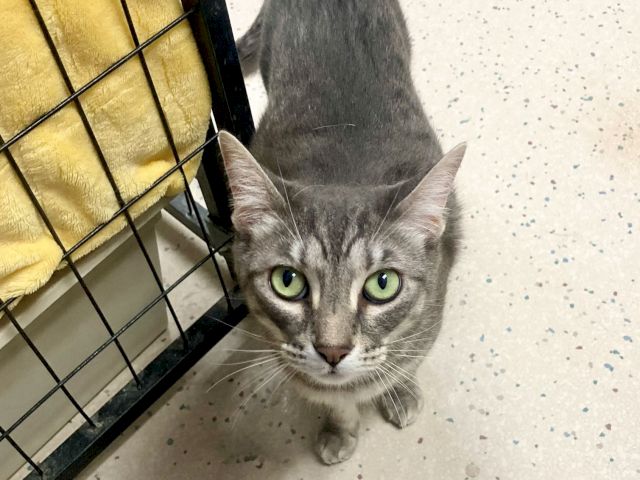 A gray tabby cat peers through a metal cage, wide-eyed and curious while resting on the floor by a blanket.