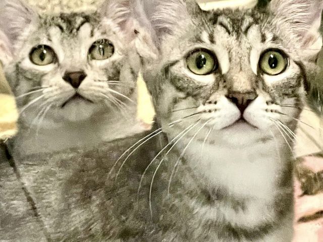 Two cats cuddle up for a close-up photo, big eyes and whiskers glowing in sepia.