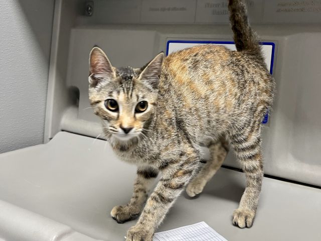 A tabby cat stands on a lab scale in a veterinary clinic, looking up while a chart sits nearby.