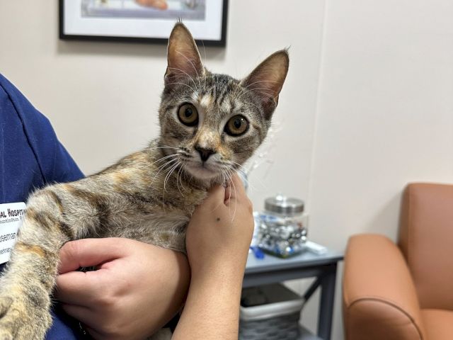 A tabby kitten with big eyes is being held by a person in a room with medical supplies nearby.