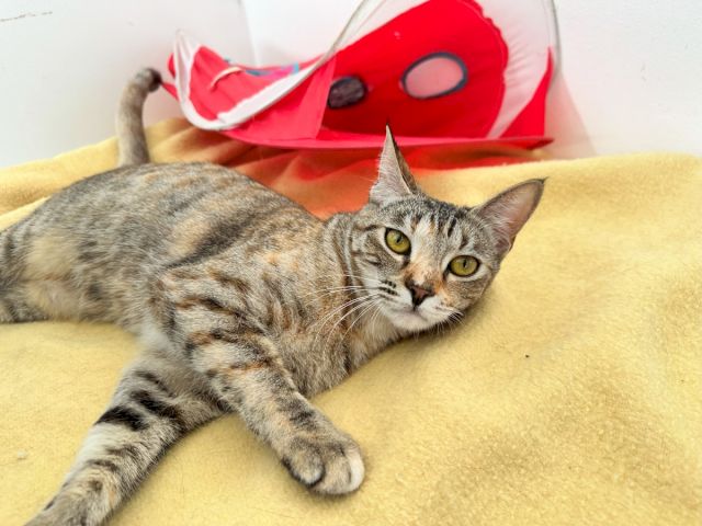 Gray tabby cat lounging on a yellow cushion with a red-and-white toy beside it, looking up curiously.