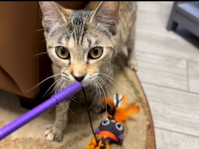 A curious tabby cat stares at a purple wand toy while batting a small orange plush on the couch.