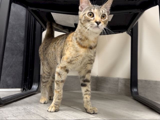 A tabby cat stands on a chair seat indoors, looking up curiously at the camera.