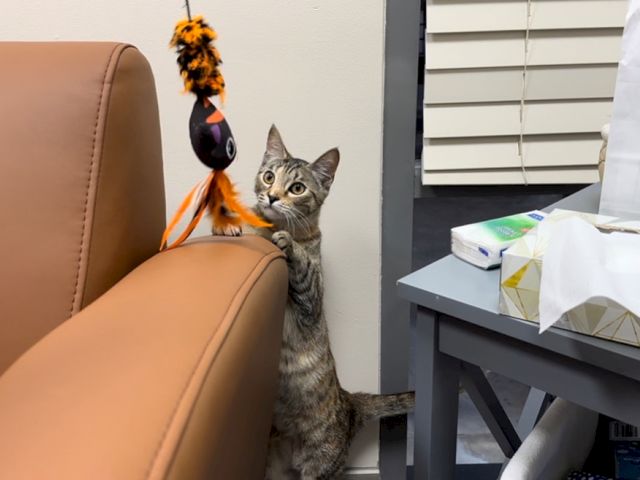 A gray tabby cat stands by a chair with an orange-and-black Halloween-style ribbon toy perched on its head.
