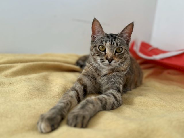 A gray tabby kitten lounges on a soft couch, ears up and curious eyes looking at the camera.