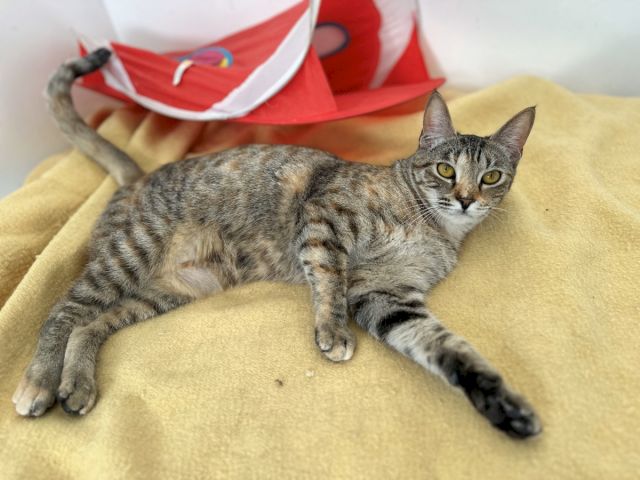 A gray tabby cat lounges on a yellow cushion, while a red-and-white toy sits behind it, watching calmly with bright eyes.