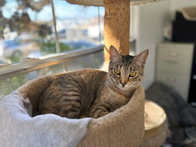 A gray tabby cat lounging in a cozy bed by a window, staring calmly with golden eyes.