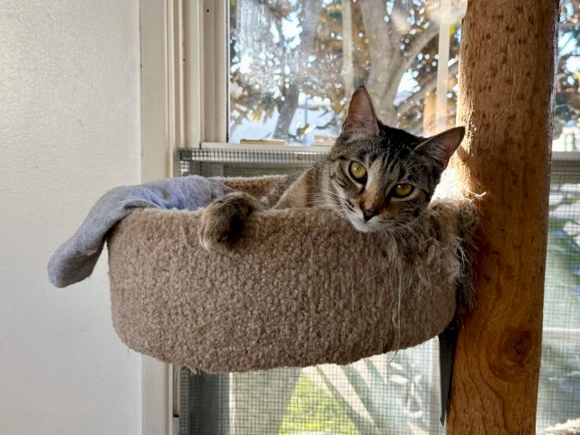 A gray tabby cat lounges in a cozy window perch, stretched out and watching the outdoors with curious yellow eyes.