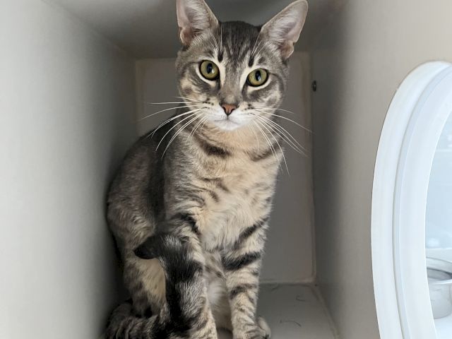 A gray tabby cat crouches in a hallway, big yellow-green eyes staring at the camera, ready to pounce.