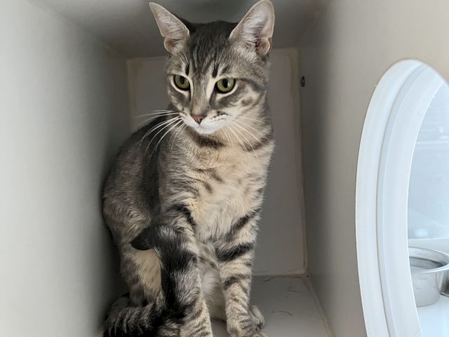 A gray tabby cat sits in a white enclosure, staring at the camera with bright green eyes.