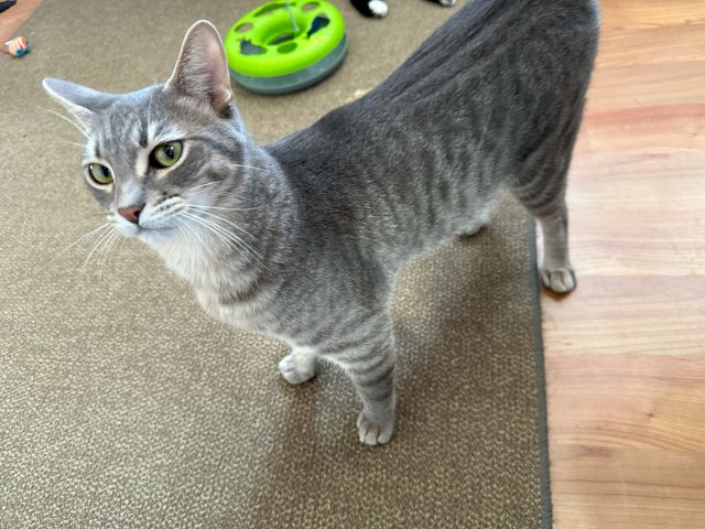 A gray tabby cat on a carpet, trotting past a green interactive dog toy and a few scattered items, looking curious.