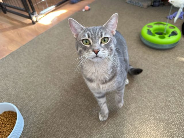 A gray-and-white tabby cat walks toward the camera on a carpeted floor, with toys and food nearby.