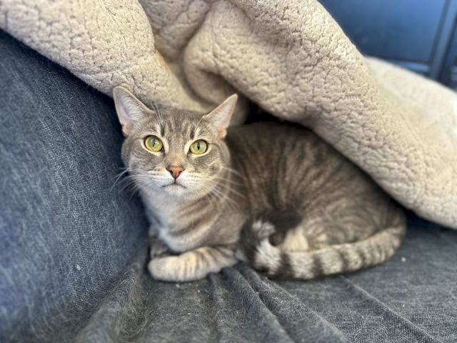 A gray tabby cat lounges in a cozy blanket-covered couch cushion, watching with bright yellow-green eyes.