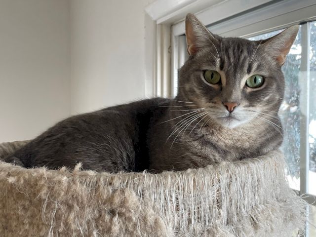 A gray tabby cat lounges on a fuzzy window perch, staring out with bright green eyes and relaxed, watchful vibes.