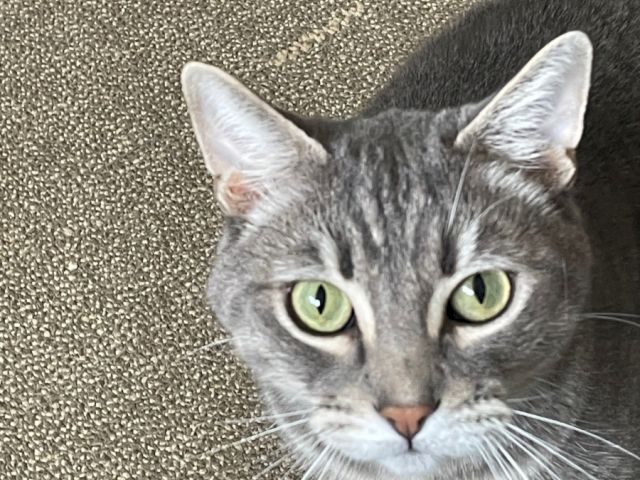 A grey tabby cat with bright green eyes peers at the camera on a carpet.