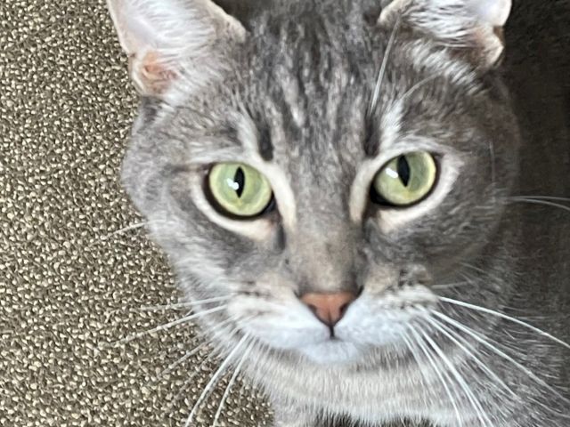 A close-up of a gray tabby cat on a glittery floor, with big yellow-green eyes staring into the camera.