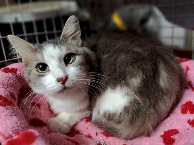 A gray-and-white cat with green eyes lounges on a pink blanket in a cage, looking at the camera curiously.