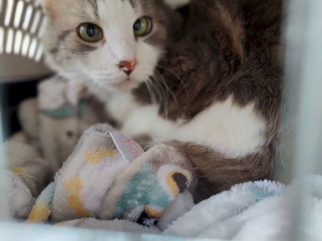 A gray-and-white cat cradles a plush toy in a cozy bed, looking toward the camera.