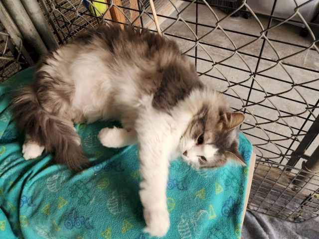 A fluffy gray-and-white cat kitten sprawls on a teal blanket inside a metal pet cage, looking tired and curious.