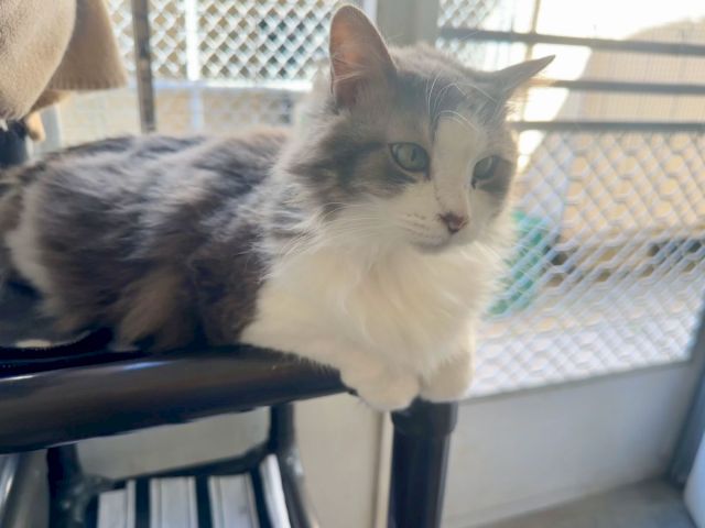 A gray-and-white cat lounges on a balcony chair, looking alert beside a protective chain-link fence.