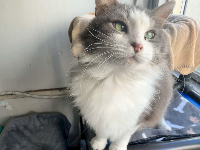 A gray-and-white cat with bright green eyes sits indoors, looking up calmly and alert on a blanket by a window.