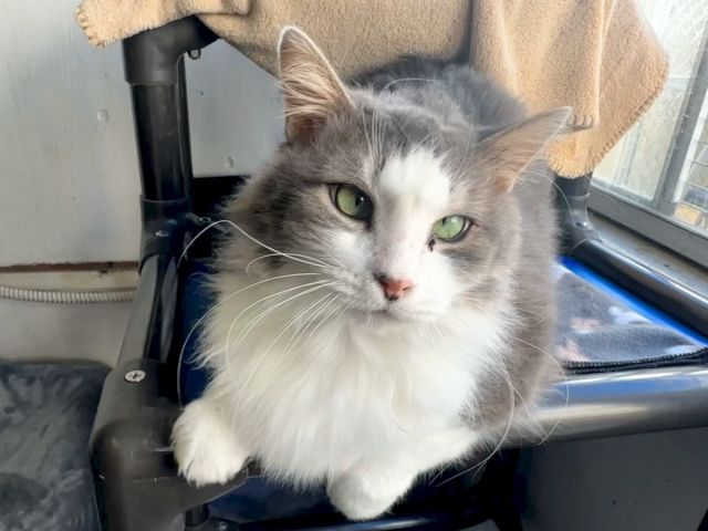 A fluffy gray-and-white cat with bright green eyes lounges on a window/sofa ledge, looking calmly toward the camera.