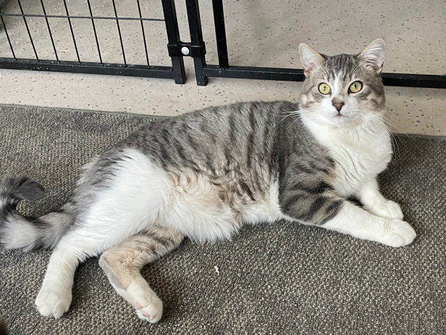 A gray-and-white tabby cat with yellow eyes is lying on a gray indoor rug by a metal gate, looking alert.