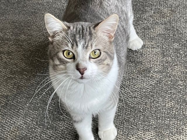 A gray-and-white cat with green eyes walks on a carpet, ears up and tail raised.
