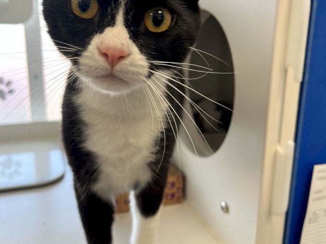 A black-and-white cat with big yellow eyes peers out from a pet carrier in a hallway, looking curious and alert.