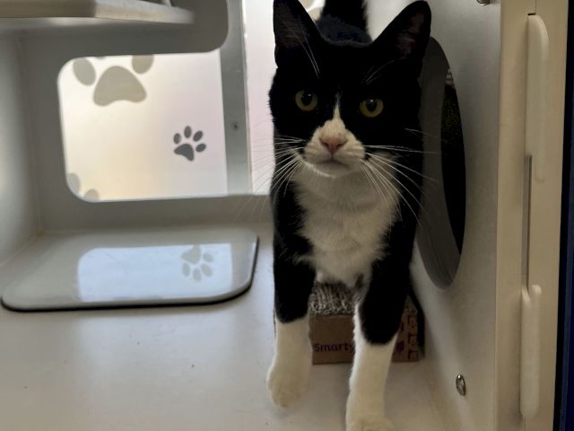 A black-and-white cat peeks out from a carrier near a paw-print litter box, watching you curiously.