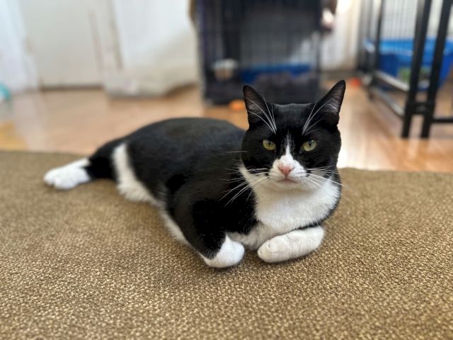 A black-and-white cat with yellow eyes sits on a carpet indoors, looking toward the camera as the background is softly blurred.