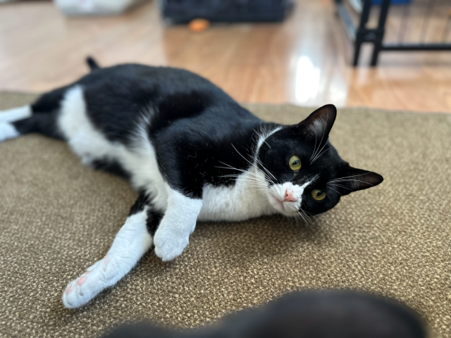 A black-and-white cat lies on a carpet, stretching its paw and staring curiously at the camera.