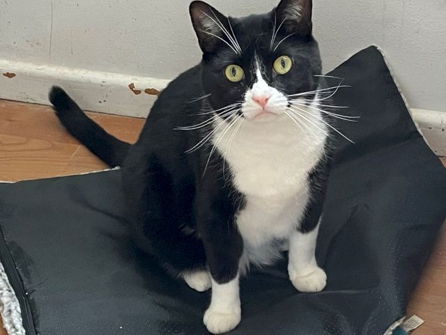 A black-and-white cat with bright yellow eyes sits on a dark cat bed, looking up as if waiting for treats.