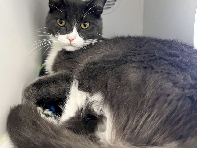 A close-up of a gray-and-white cat with bright yellow eyes lying on a blanket, staring at the camera.