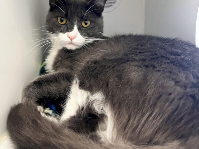 A gray-and-white cat lounges in a pet bed indoors, yellow eyes staring at the camera.