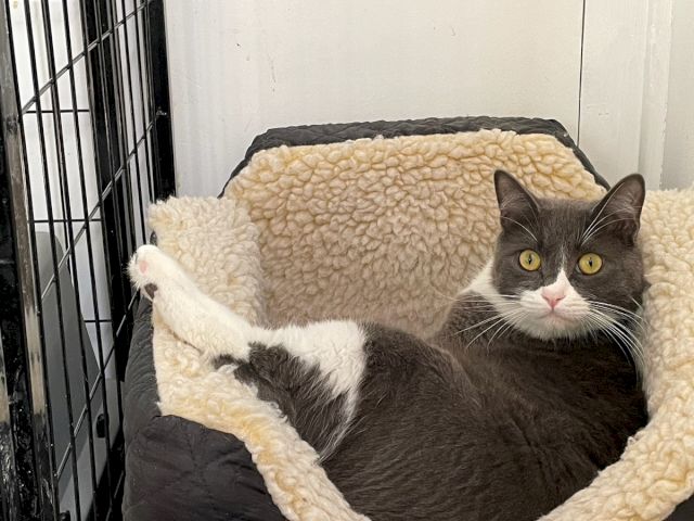 A gray-and-white cat lounges in a cozy crate bed, peeking out beside the blanket and bars.