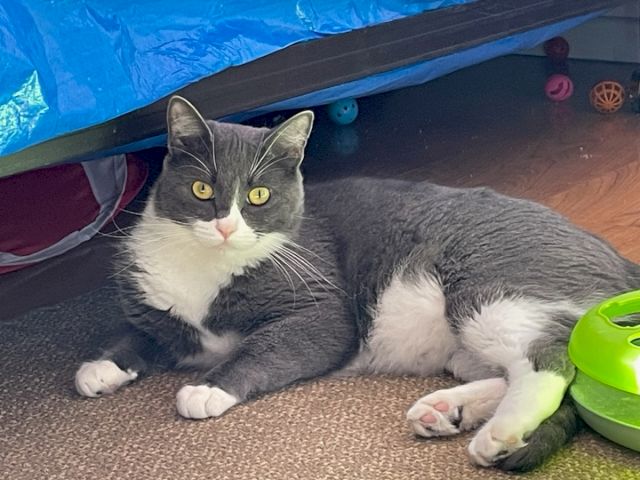 A gray-and-white cat lounges under a play tunnel, staring at the camera beside a green toy bowl, paws stretched out.