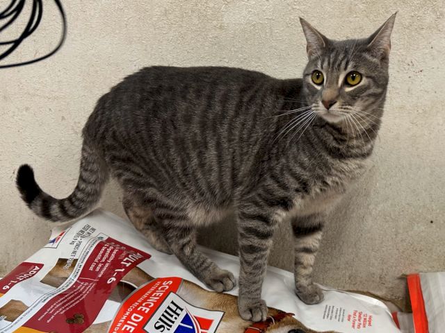 A gray tabby cat sits on pet food bags against a wall, looking at the camera with bright yellow eyes.