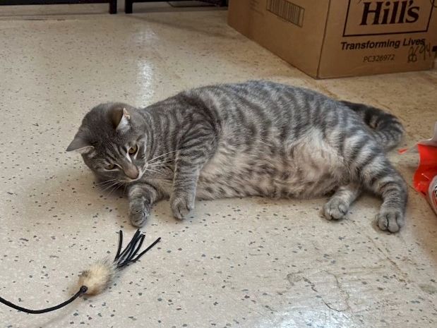 A gray tabby cat lies on a tiled floor, pawing a small toy on a string near cardboard boxes.