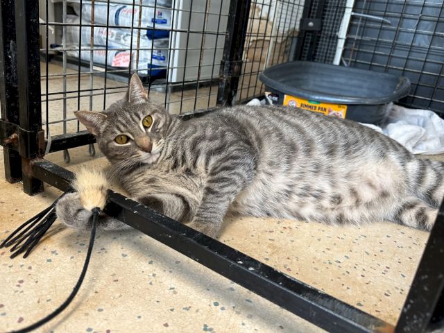 A gray tabby cat lounges in a metal cage beside a water/food dish and some papers, looking toward the camera.