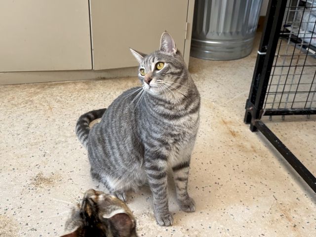 A grey tabby cat stands on a concrete floor beside a caged doorway, watching a small kitten on the ground.