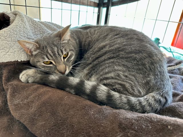 A gray tabby cat is lounging and resting on a couch cushion near a window, looking calm and relaxed.