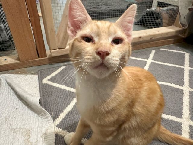 A ginger-and-white cat sits on a gray patterned blanket, staring at the camera from inside a pen.